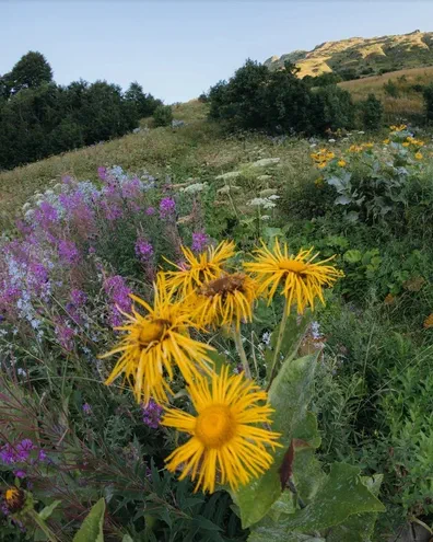 Тропа «Оленья» нижняя и тропа «Оленья» верхняя